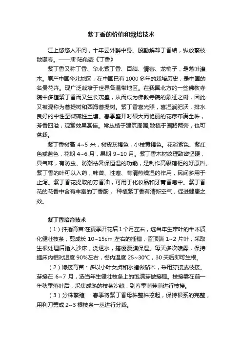 紫丁香的价值和栽培技术