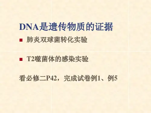 基因与分子生物学23页PPT文档