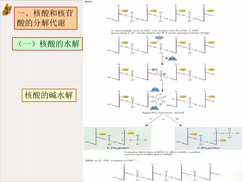 生物化学核苷酸代谢及代谢调控PPT课件