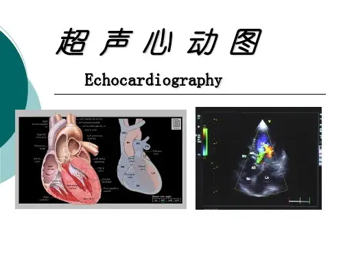 超声心动图 ppt课件