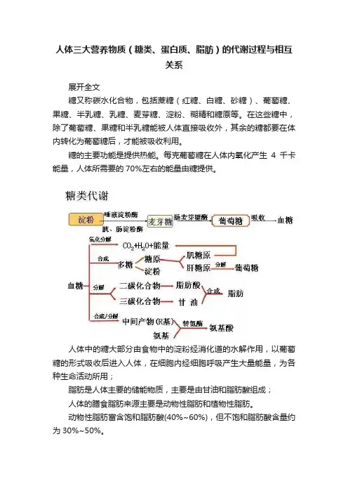 人体三大营养物质（糖类、蛋白质、脂肪）的代谢过程与相互关系