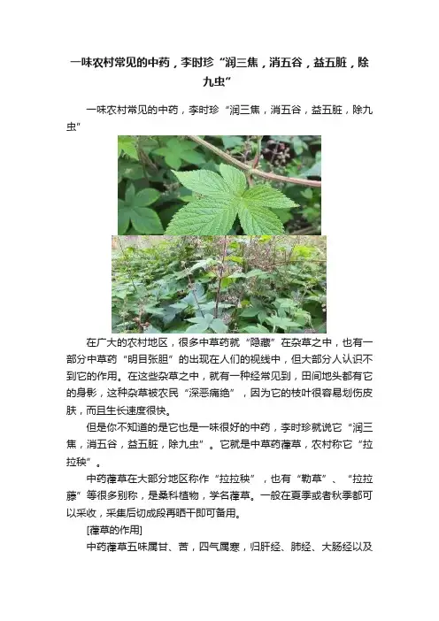 一味农村常见的中药，李时珍“润三焦，消五谷，益五脏，除九虫”