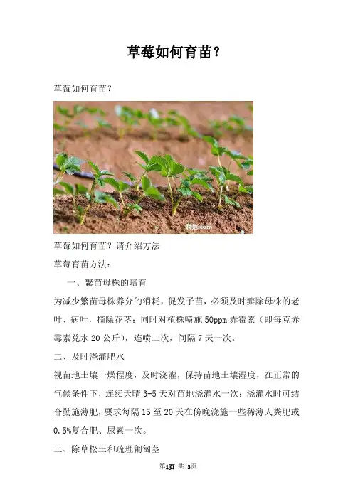 草莓如何育苗？