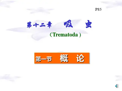 肝吸虫姜片虫肺吸虫血吸虫课件