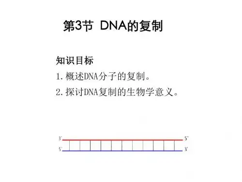 人教版高中生物必修二课件：3.3  DNA的复制 (共13张PPT)