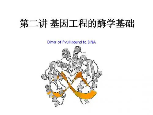 基因工程的酶学基础