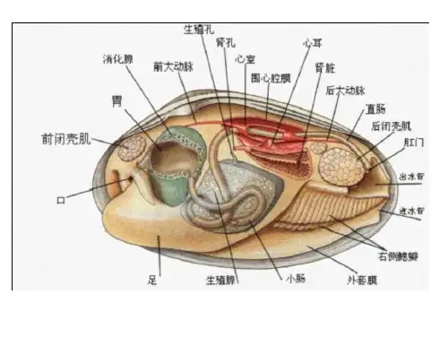 010环节动物门详解