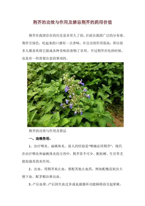 荆芥的功效与作用及禁忌 荆芥的药用价值