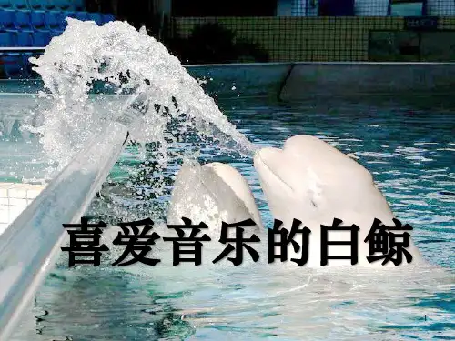 《喜爱音乐的白鲸》PPT课件五