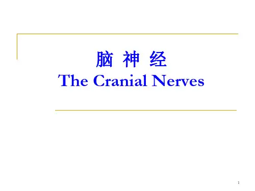 脑神经ppt课件
