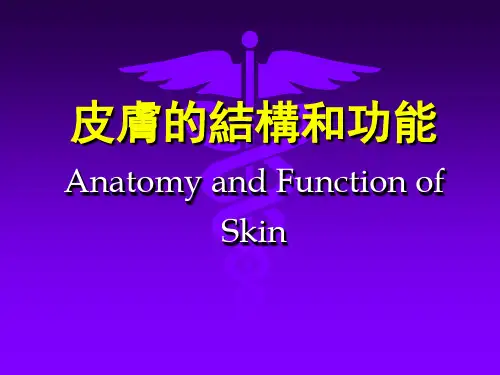 皮肤的解剖与和功能课件