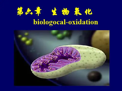第六章生物氧化