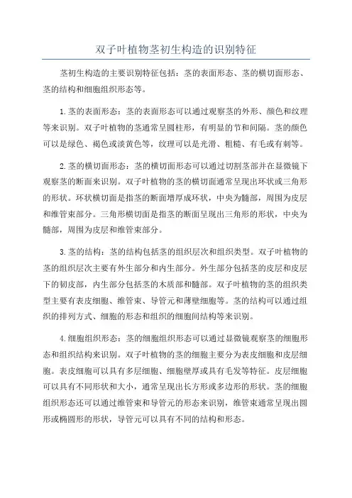 双子叶植物茎初生构造的识别特征