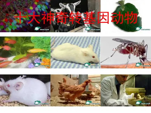 十大神奇转基因动物