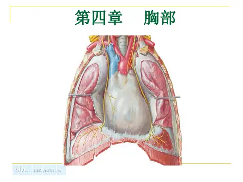 纵膈断层解剖