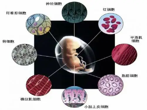 苏教版教学课件[名校联盟]江苏省南京市东山外语国际学校高二生物《细胞的分化衰老、凋亡》课件