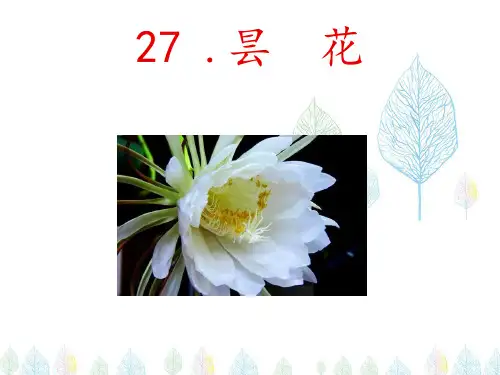 新苏教版三年级语文下册《文  27 昙花》研讨课课件_6