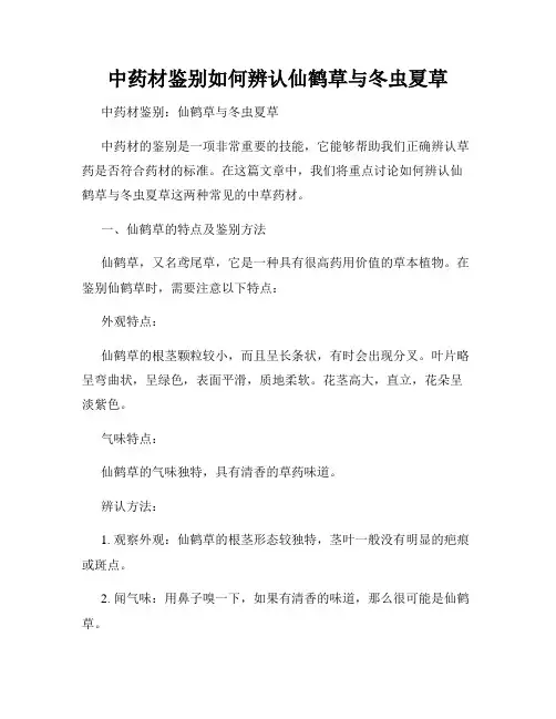 中药材鉴别如何辨认仙鹤草与冬虫夏草