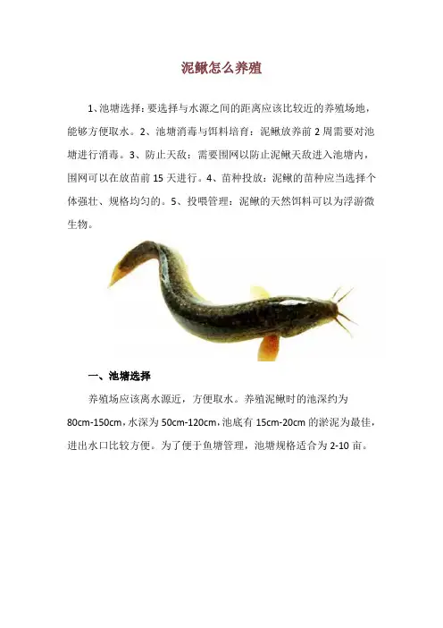 泥鳅怎么养殖
