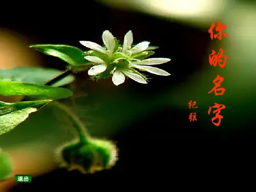 你的名字ppt3 人教课标版