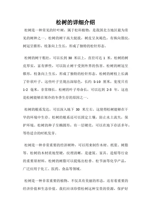 松树的详细介绍