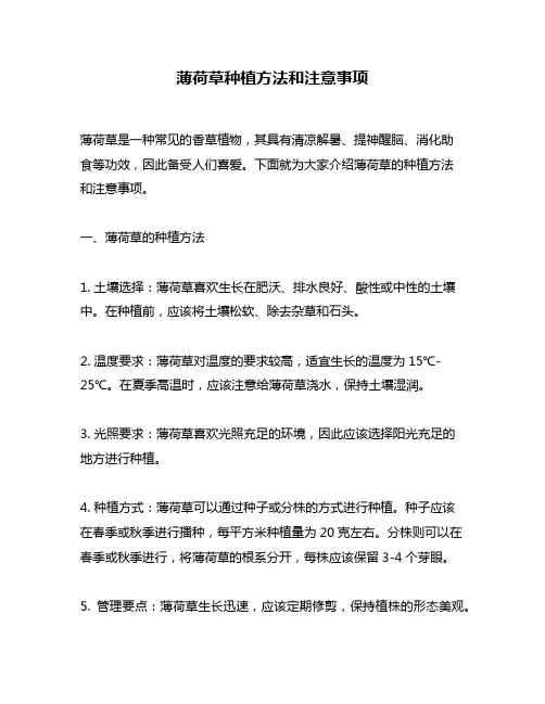 薄荷草种植方法和注意事项