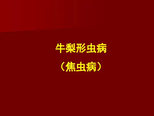 牛梨形虫病