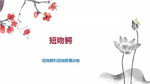 短吻鳄    