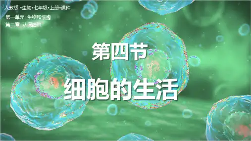 1.2.4 细胞的生活(新教材课件)七年级生物上册(人教版2024)