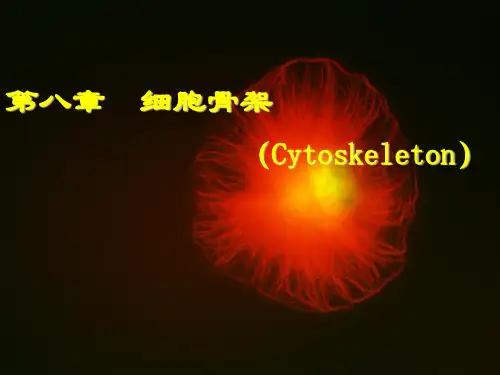 第八章  细胞骨架