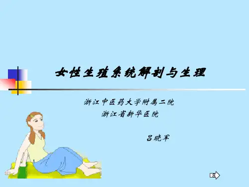 女性生殖系统解剖与生理