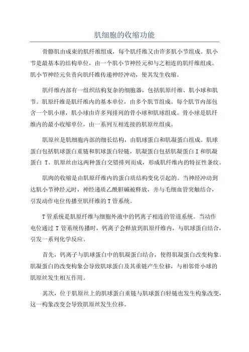 肌细胞的收缩功能