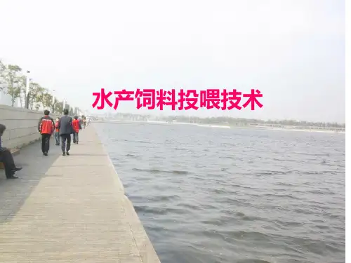 饲料投喂技术PPT课件