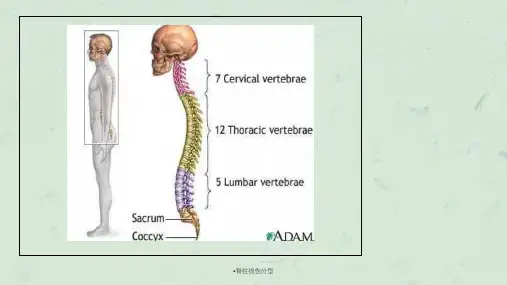 脊柱损伤分型课件