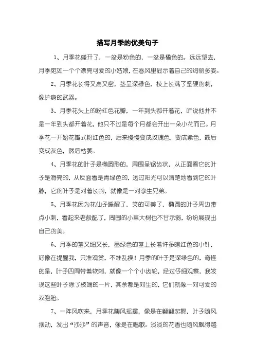 描写月季的优美句子