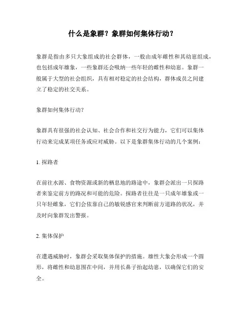 什么是象群？象群如何集体行动？