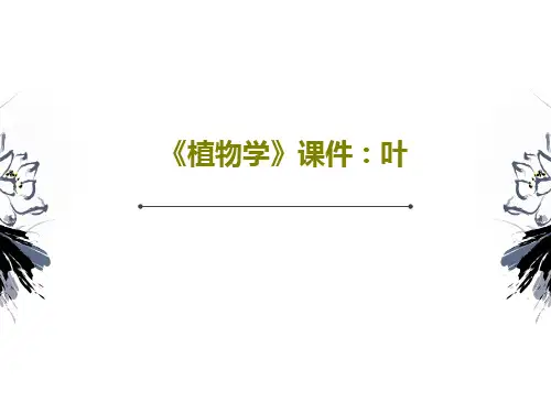《植物学》课件：叶42页PPT