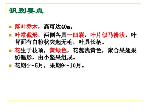 园林绿化植物16.木兰科