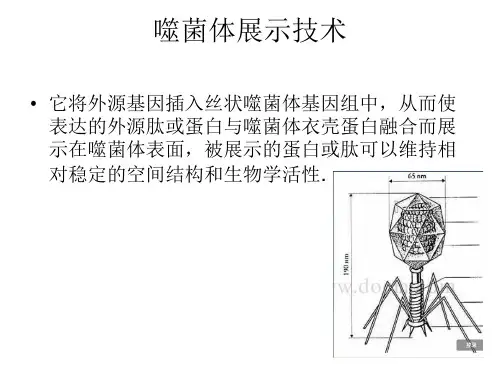噬菌体展示及酵母展示