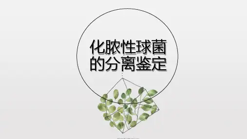化脓性球菌的分离鉴定