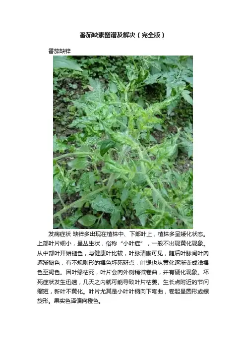 番茄缺素图谱及解决（完全版）