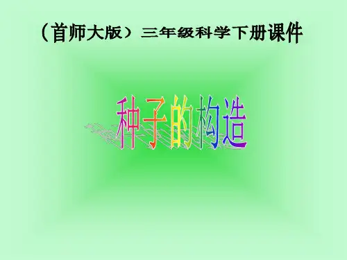 三年级下 13. 种子的构造 首师大版ppt (共22页)