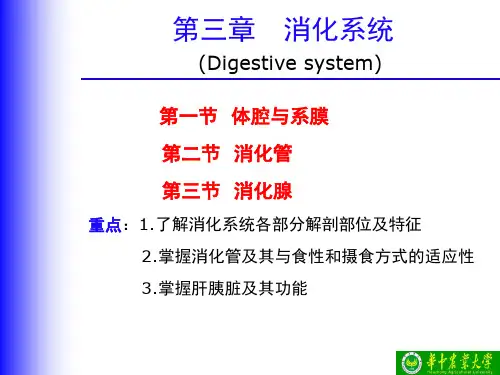 鱼类消化系统