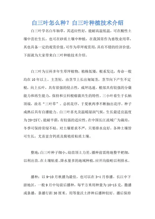 白三叶怎么种？白三叶种植技术介绍