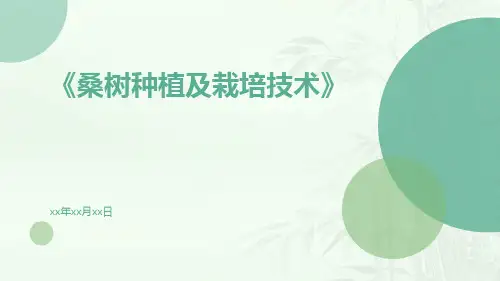 桑树种植及栽培技术