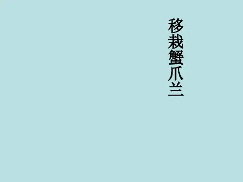 移栽蟹爪兰小学五年级综合实践活动PPT课件