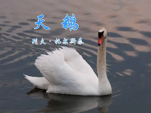 《天鹅》PPT课文课件