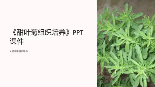 《甜叶菊组织培养》课件