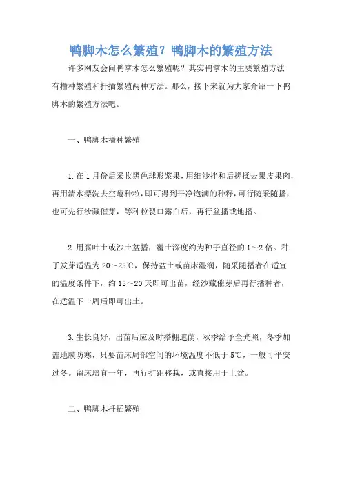 鸭脚木怎么繁殖？鸭脚木的繁殖方法
