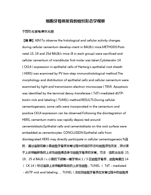 细胞牙骨质发育的组织形态学观察